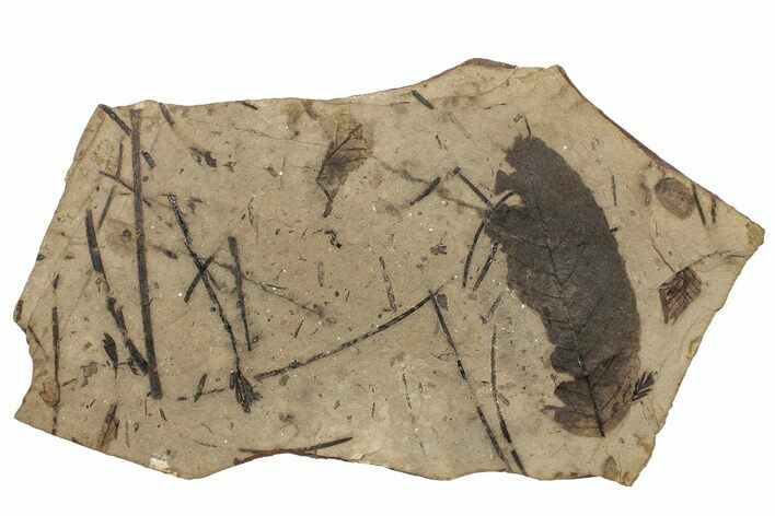 Leaf Fossil Plate - McAbee, BC #255629